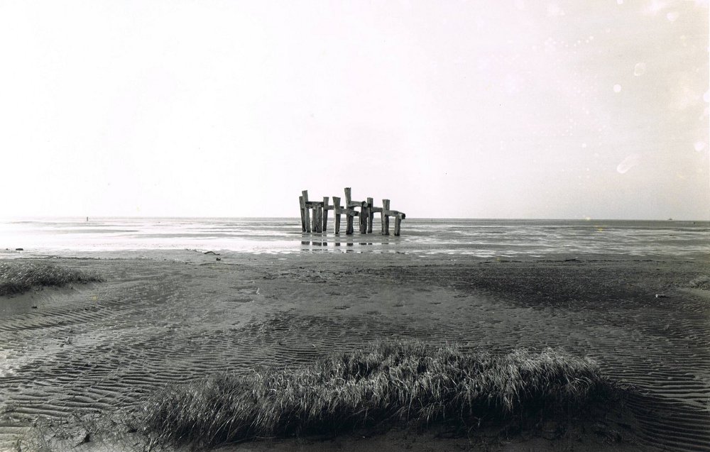 Paarden Terschelling 1